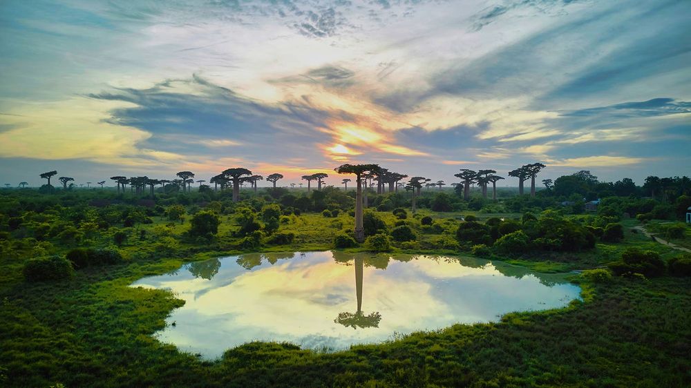 Baobabs se reflétant dans un étang, vus du ciel